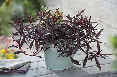 《死首残蜕》登陆Steam正式推出 好评恐怖冒险